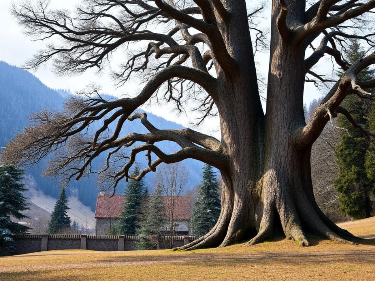 “Non tagliate gli abeti secolari”, l’appello che mette a rischio l’albero di Natale del Papa