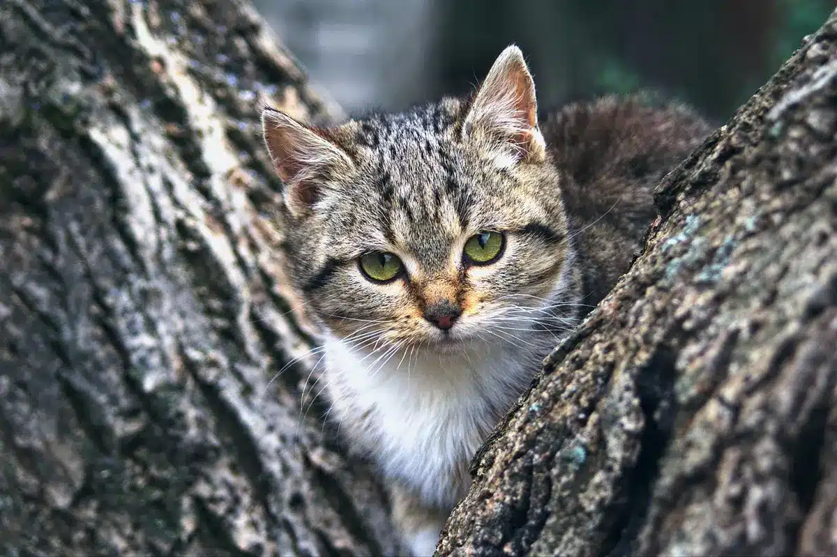 Una gatta con i suoi cuccioli, che illustra la veloce riproduzione dei felini nel clima mediterraneo