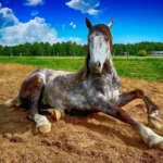 Silhouette di una donna vicino al paddock e a un manichino, luce naturale