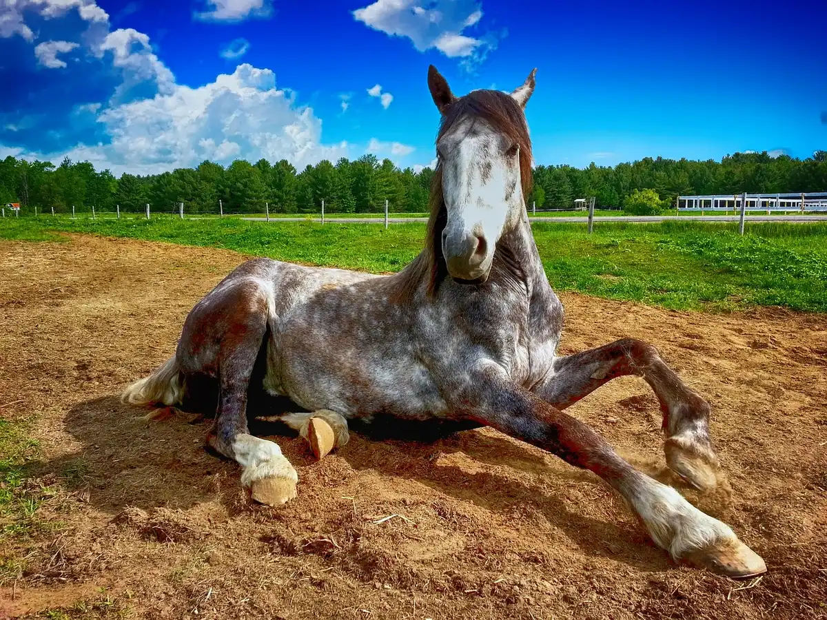 Silhouette di una donna vicino al paddock e a un manichino, luce naturale