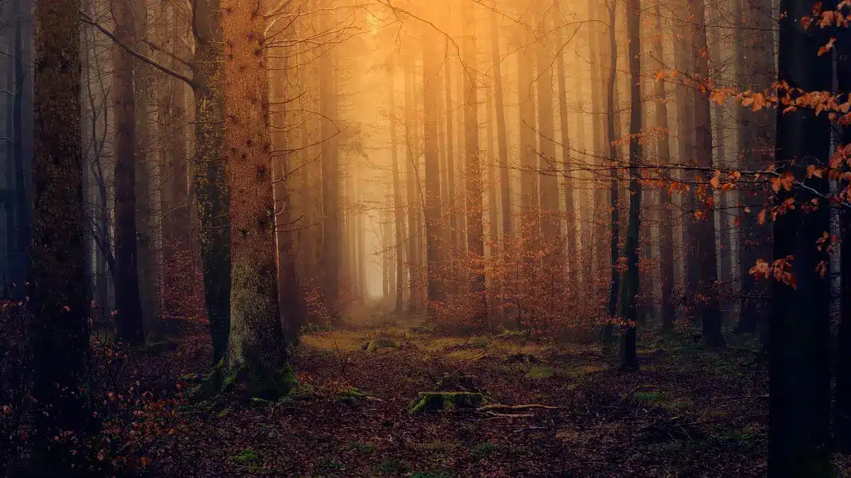 Foresta autunnale nebbiosa che evoca atmosfere folkloriche